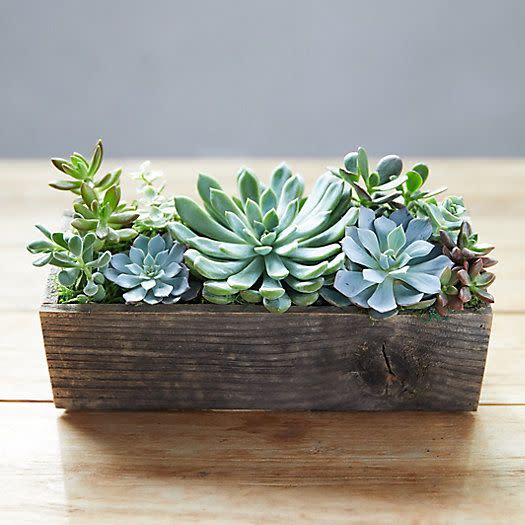 11) Succulent Garden, Wood Trough