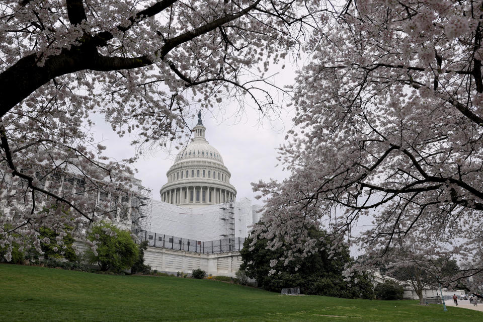 Cherry blossoms bloom on the grounds of the U.S. Capitol on March 27, 2023, in Washington, D.C.  / Credit: Getty Images