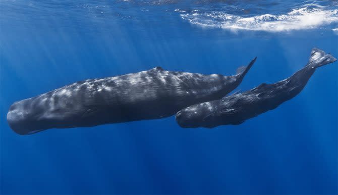 sperm whale and calf