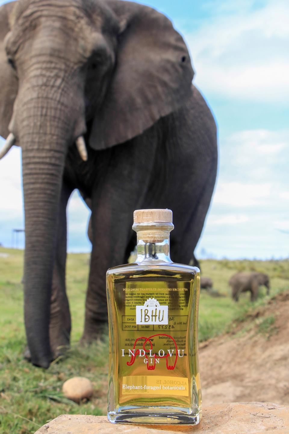 Excremento de elefante, el ingrediente del éxito de una ginebra sudafricana