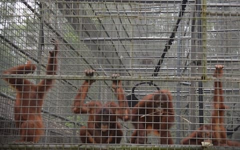 Orangutans at the Orangutan Rehabilitation Centre in Nyaru Menten are believed to have contracted mild respiratory infections - Credit: BORNEO ORANGUTAN SURVIVAL FOUNDATION / AFP