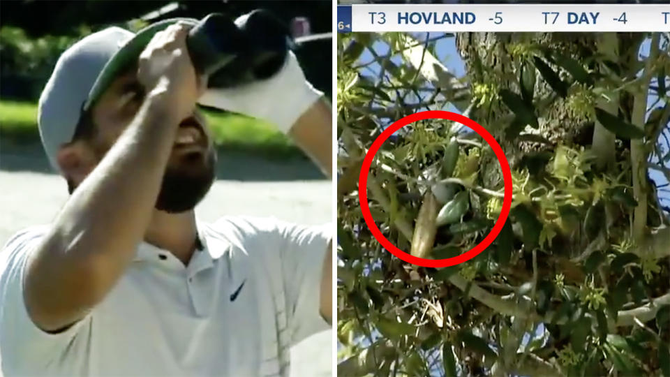Australian golfer Jason Day had to enlist a nearby cameraman to help him locate his ball at the Arnold Palmer Invitational, which he'd fired into a bird's nest on the 16th hole. Pictures: PGA Tour/Twitter