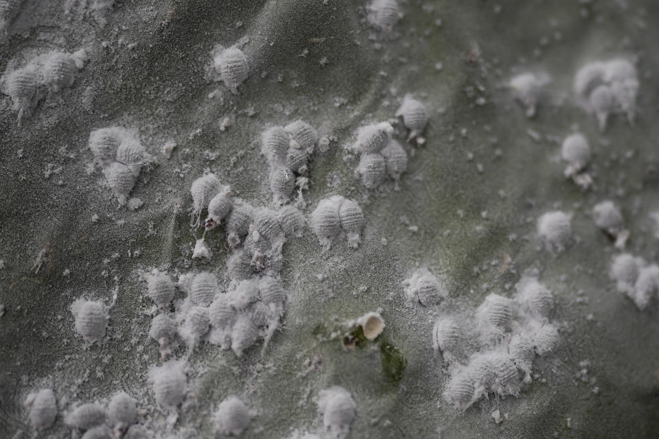 Larvas de cochinilla, Dactylopius coccus, se alimentan de yemas de nopal en el invernadero de la familia García en San Francisco Tepeyacac, al este de la Ciudad de México, el 24 de agosto de 2023. En su invernadero, filas con cientos de yemas de nopal cuelgan en bastidores suspendidos en el aire y cubiertas de un polvo blanco. Es la señal de que los insectos están trabajando debajo, nutriéndose de los jugos de la planta y protegiéndose con el polvo ceroso. (AP Foto/Eduardo Verdugo)