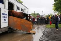 Jun 2, 2015; Elmont, NY, USA; American Pharoah arrives at Belmont Park. Mandatory Credit: Anthony Gruppuso-USA TODAY Sports