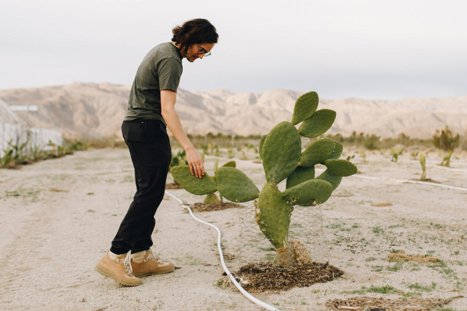 Erem has committed to planting 1 million cactus pear cacti. - Credit: Courtesy of Erem