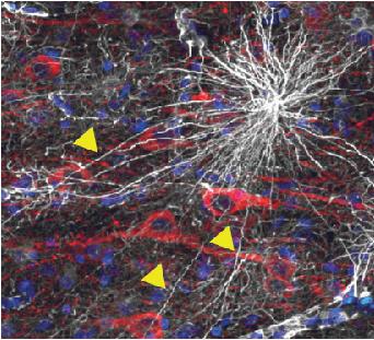 White cell is human astrocyte with the unique long tendrils that penetrate multiple layers of grey matter (yellow arrowheads). Image from Oberheim et al., J. Neurosci, March 11, 2009, p. 3276.