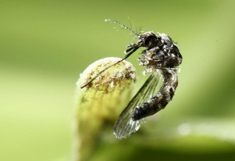 An aedes aegypti mosquito is pictured on a leaf in San Jose, Costa Rica February 1, 2016.  REUTERS/Juan Carlos Ulate  