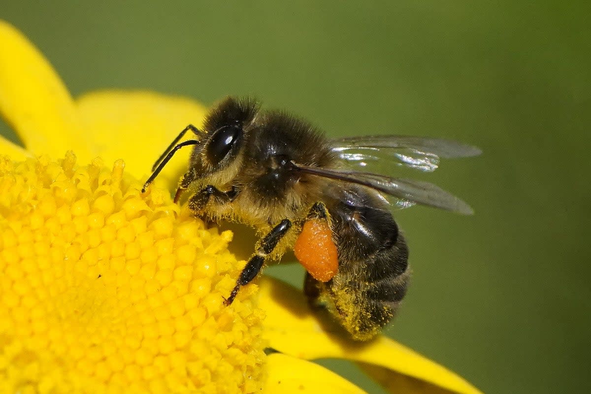 The decline of bees and other pollinators damages human food production (PA Wire)