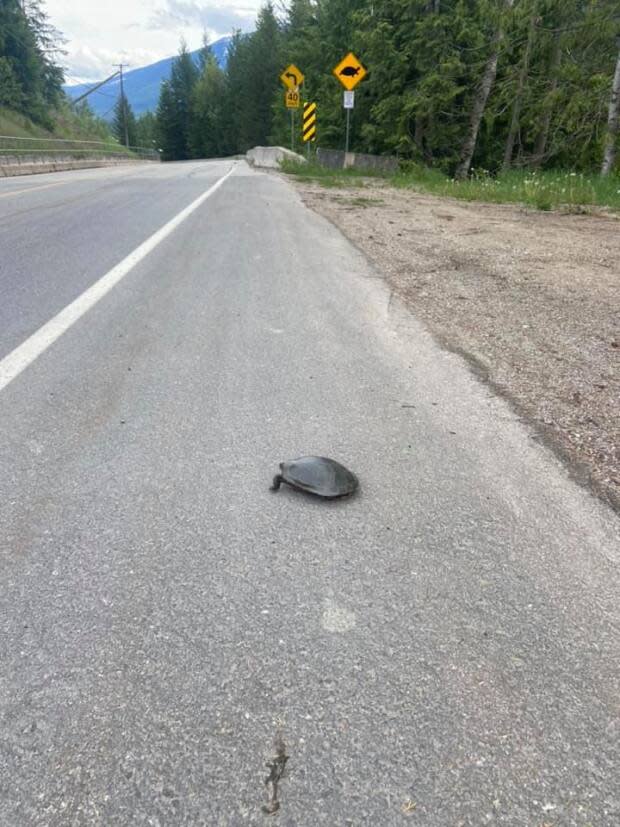 A Western Painted turtle crossing the road in Revelstoke, B.C.  (Submitted by Steve Olsson - image credit)