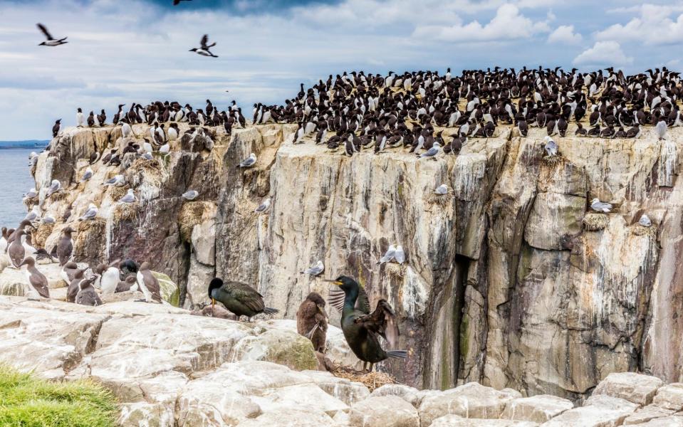 A large flock of common guillemots on the small rocky Staple Island - ©VisitBritain/Chris Orange/©VisitBritain/Chris Orange