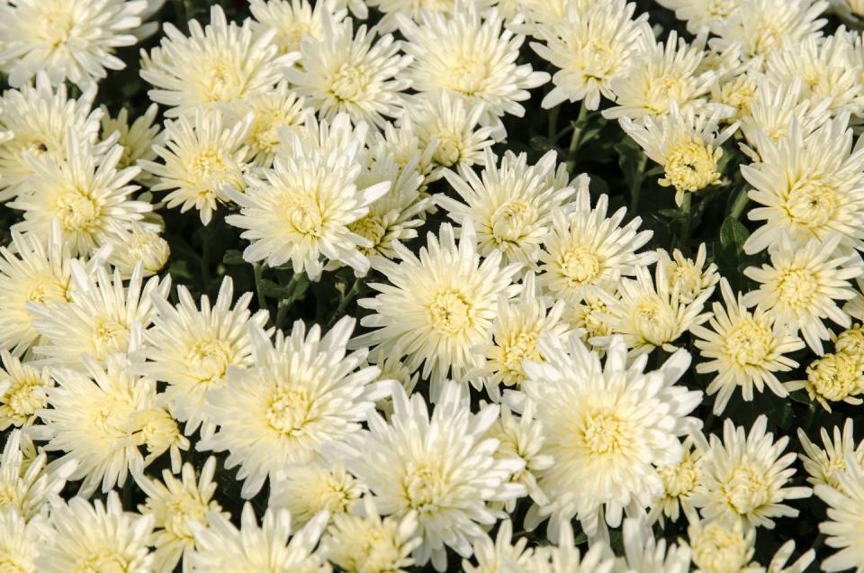 a close up of white chrysanthemum flowers for day of the dead