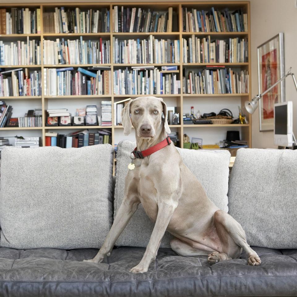 20 best dogs for kids weimaraner