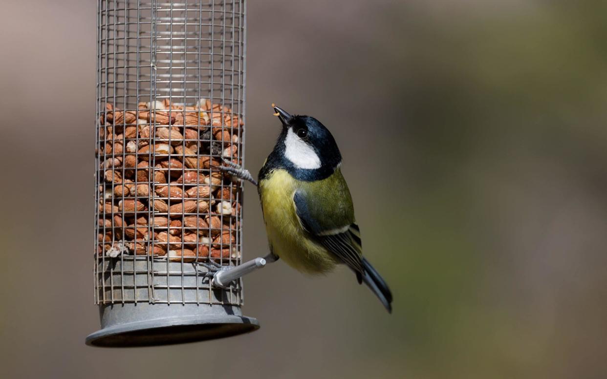 British great tit on feeder - Moment RF