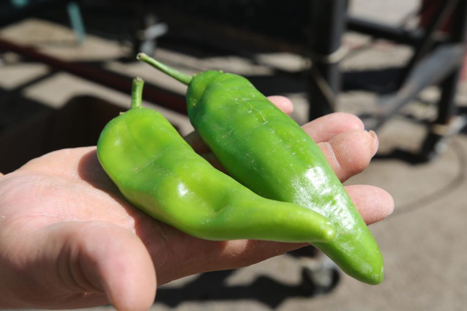 Joseph Quintero roasts Hatch green chiles, Aug. 9, 2023 at La Tienda in Carlsbad.
