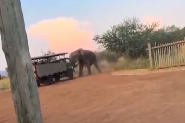 <p>StringersHub</p> A bull elephant lifting a safari truck in South Africa