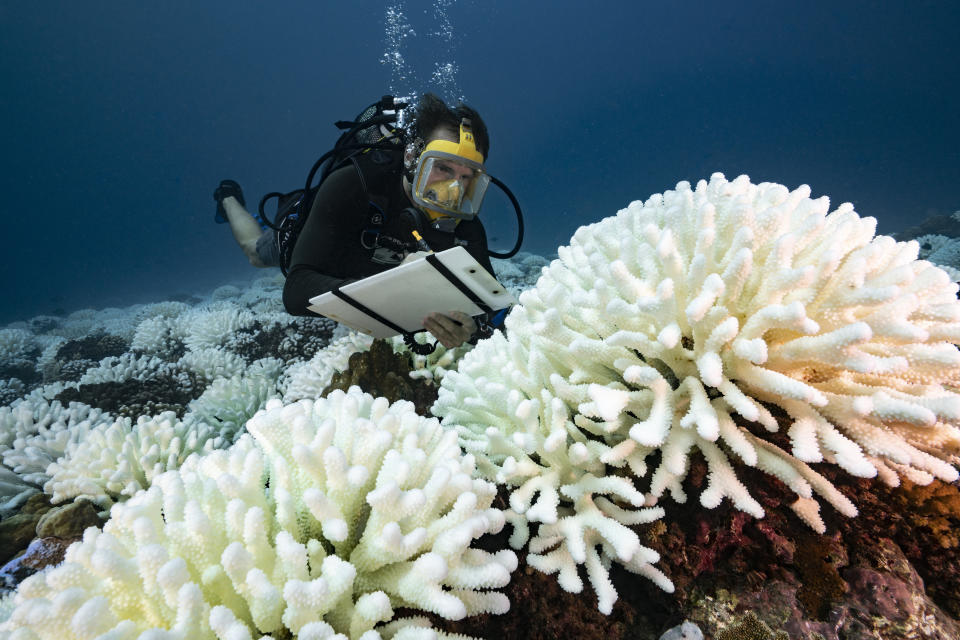 A diver checks on a bleached coral reef in French Polynesia in May 2019.&nbsp; (Photo: Alexis Rosenfeld via Getty Images)