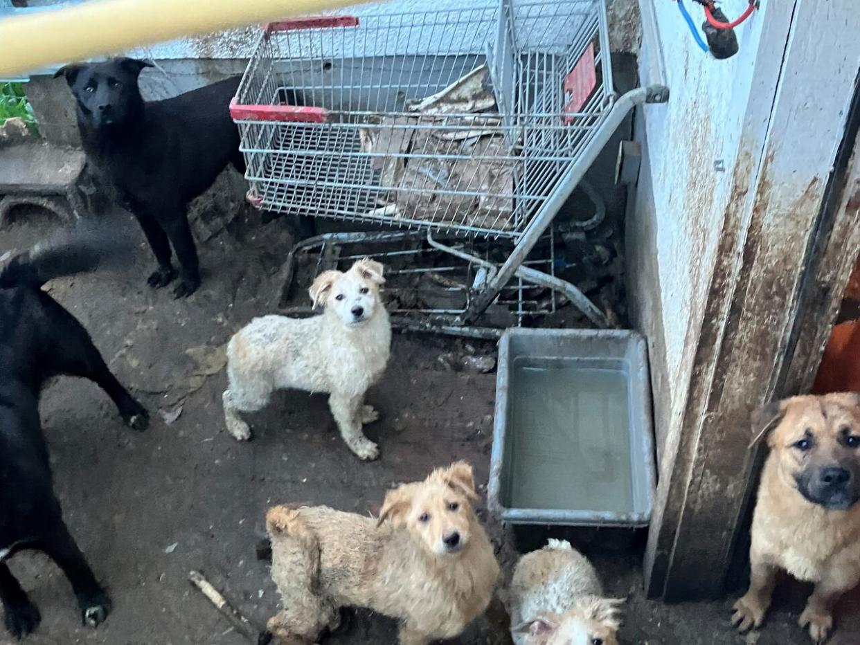 Bill Thorn, the Regina Humane Society's director of marketing and public relations, said it's likely that the dogs were living in what he described as 'deplorable conditions' for some time. (Submitted by Regina Humane Society - image credit)