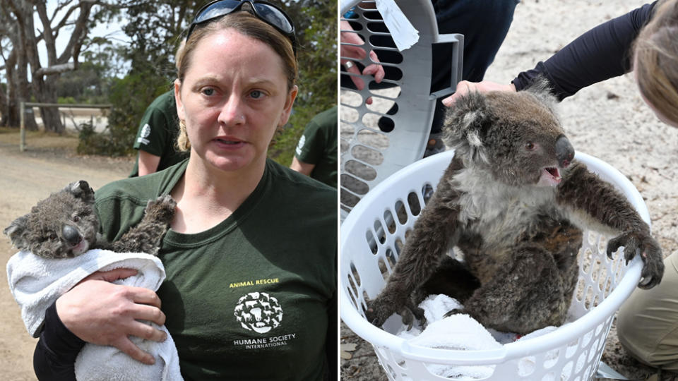 A koala from Kangaroo island rescued with the help of Humane Society International. Pictured left being carried by a rescuer and on the right in a washing basket.