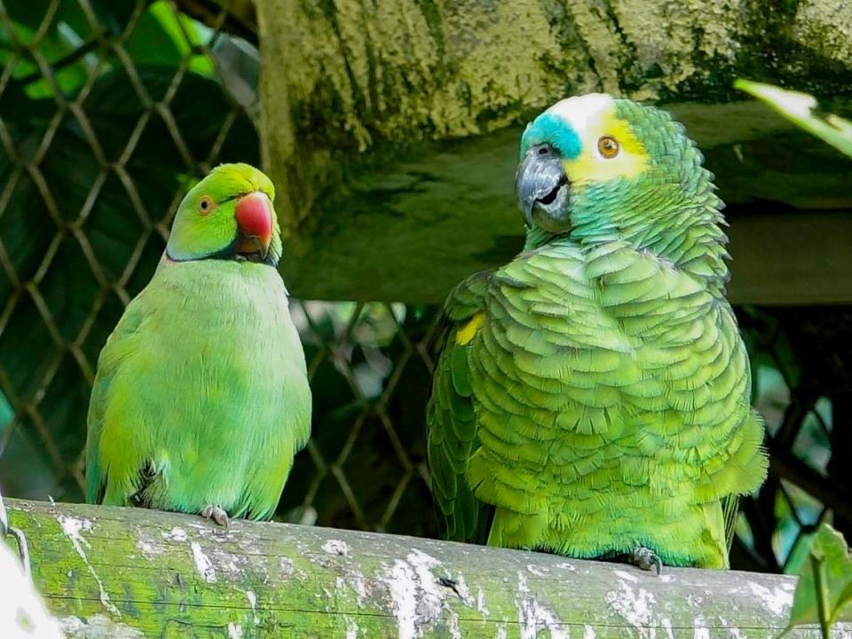 20220513nm009 鸚鵡 台北市立動物園提供