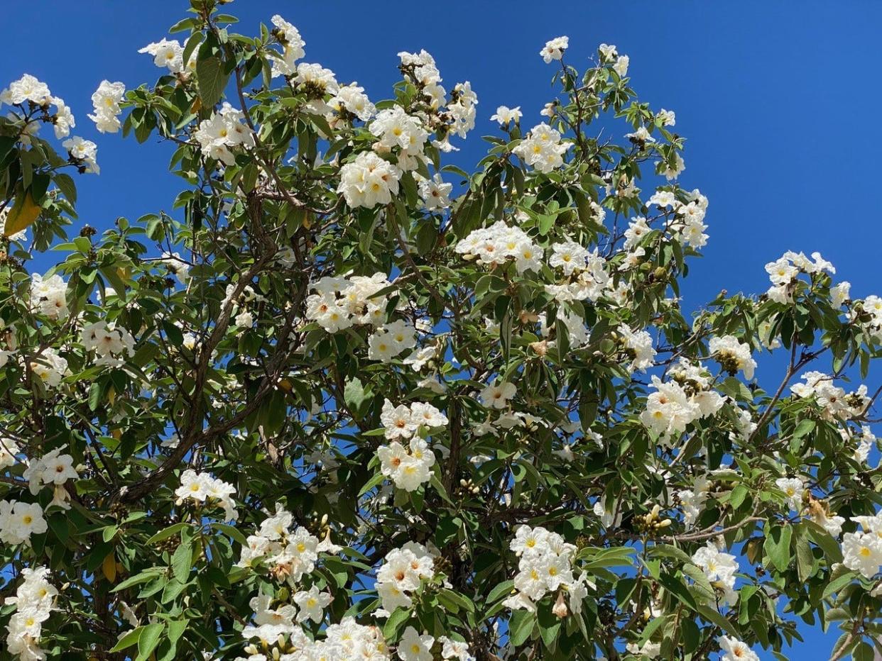 The white geiger is a native Florida tree.