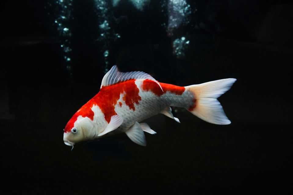 a koi fish