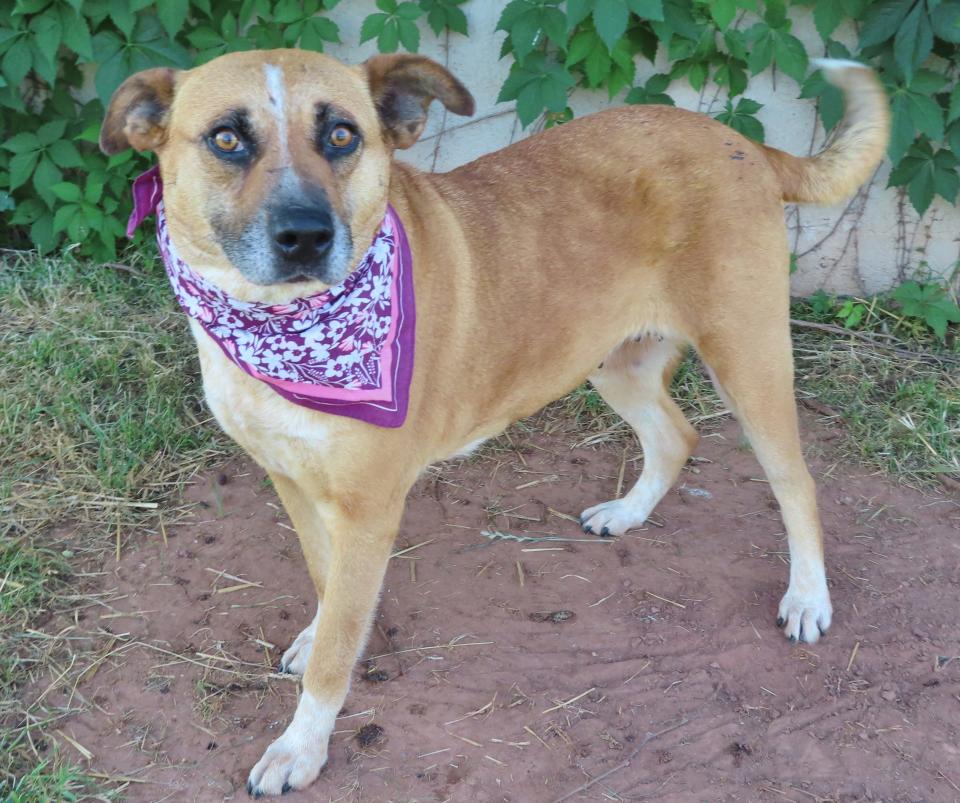 Cassie has a little gray in her muzzle, but she's still a spunky dog who enjoys walks and loves mealtime. Her family moved and could not take her. Cassie is a sweet 6-year-old, 61-pound black mouth cur and Labrador mix. She is housebroken and good with other dogs. Cassie has captured the hearts of all the shelter staff and volunteers. Her number at the Oklahoma City Animal Shelter is 384078, and her adoption fee is $30. All pets are spayed and neutered, have a microchip, and have had age-appropriate shots and a health check. The shelter is open from noon to 5:30 p.m. seven days a week at 2811 SE 29. For more information, go to www.okc.petfinder.com and www.okc.gov.