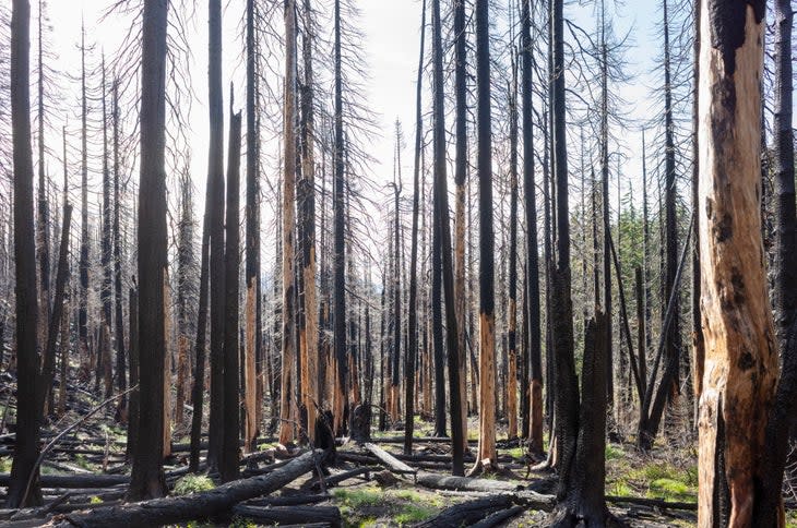 burned trees