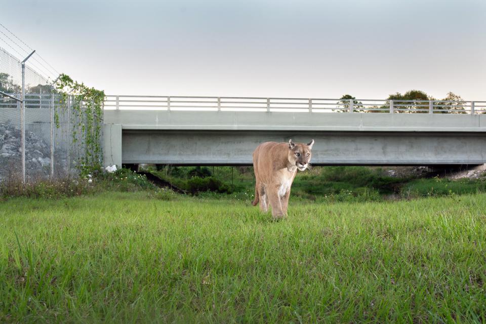 A Florida panther walks away from the Interstate 75 part of Alligator Alley in Collier County, traveling from the Picayune Strand State Forest into the Florida Panther National Wildlife Refuge. (Photo by Carlton Ward Jr.)