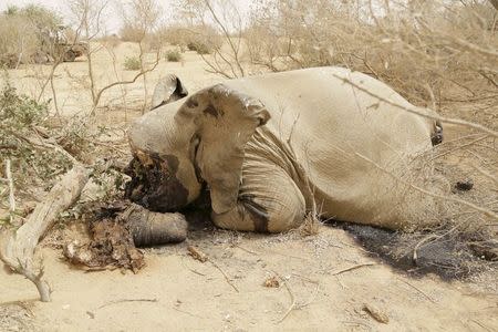 A slaughtered elephant is seen in Bambara-Maoude, Mali, June 10, 2015. REUTERS/World Conservation Society/Jaime Dias/Handout via Reuters