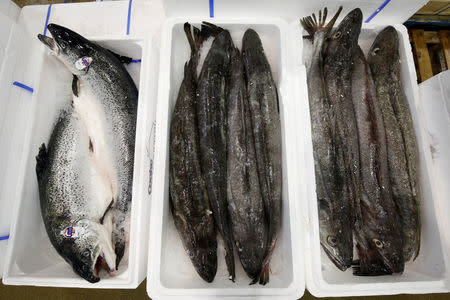 Scottish salmon is pictured at the fish pavilion in the Rungis International wholesale food market as buyers prepare for the Christmas holiday season in Rungis, south of Paris, France, November 30, 2017. Picture taken November 30, 2017. REUTERS/Benoit Tessier