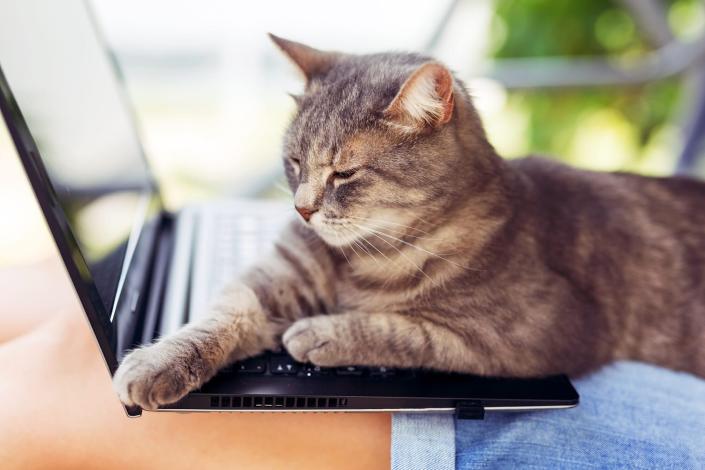 Why Cats Love Keyboards