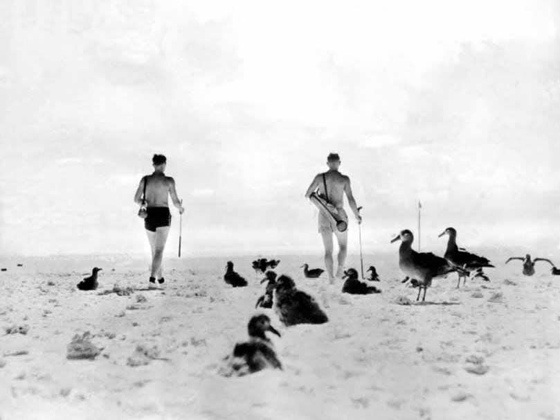 PanAm Airways base men created full size golf course on beach Midway Island, Pacific Ocean, October 15, 1936 they play through local hazard, albatross, otherwise known as gooney birds