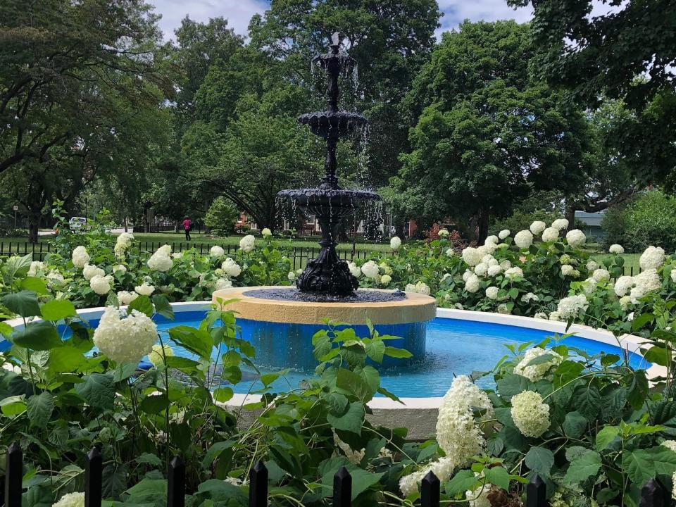 The Poplar Lawn Garden Club presented this fountain to Poplar Lawn Park in Petersburg circa 1955. Hydrangeas bloom in June 2023.