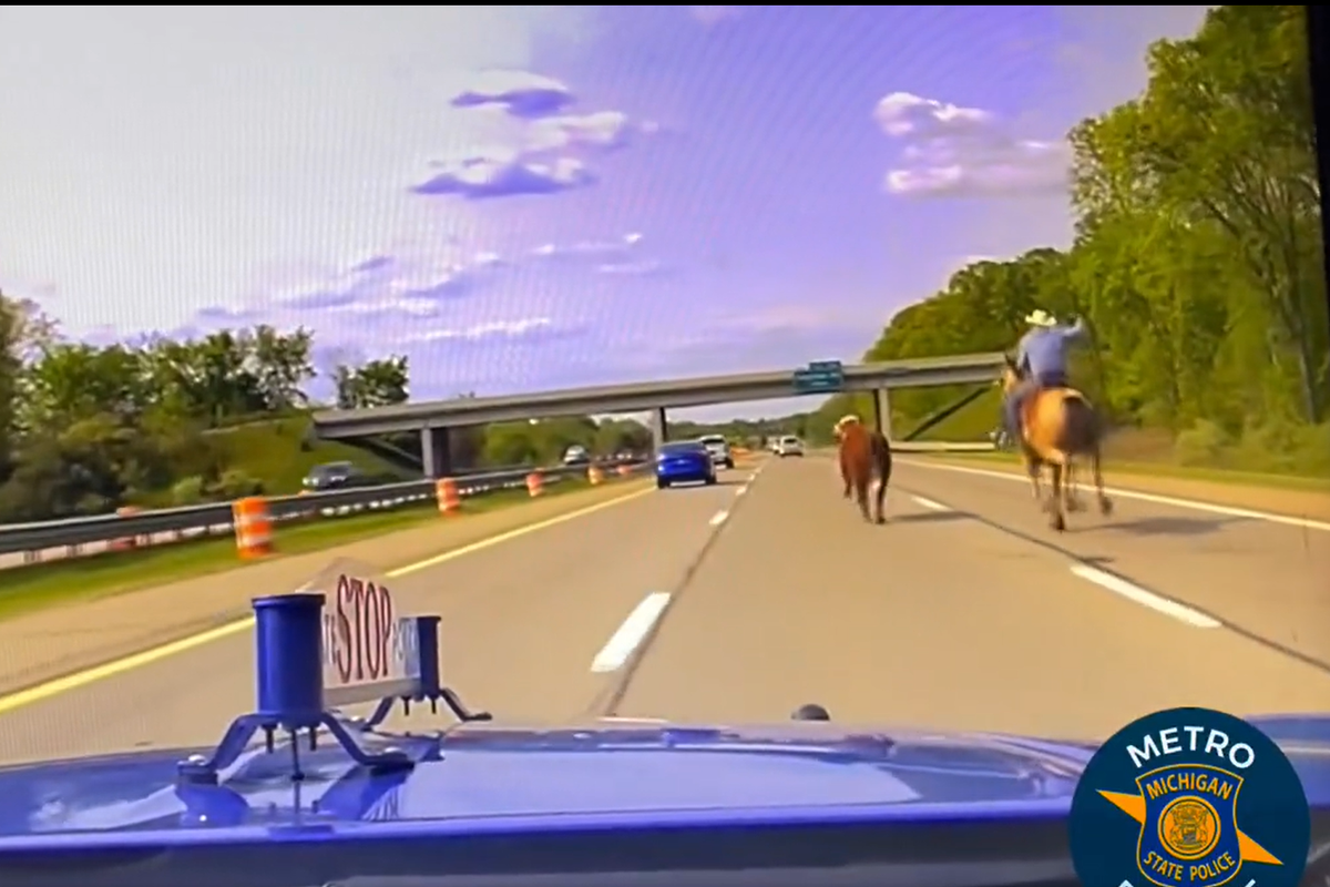 A video of a runaway cow on a freeway in the United States which was lassoed by a cowboy has gone viral (Michigan State Police/PA) (Michigan State Police)