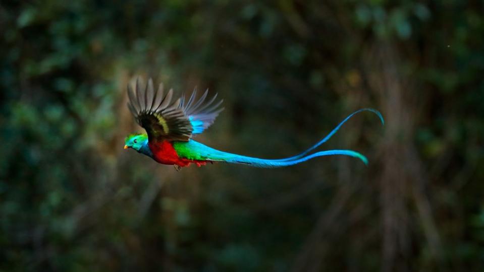 A flying resplendent quetzal with its blue tail feathers unfurled.