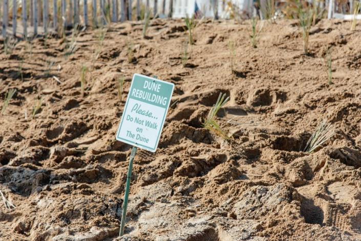 A newly planted patch of native beach grass, that will help create a natural barrier, is one of the traditional methods used by scientists to benefit the broader ecological environment.