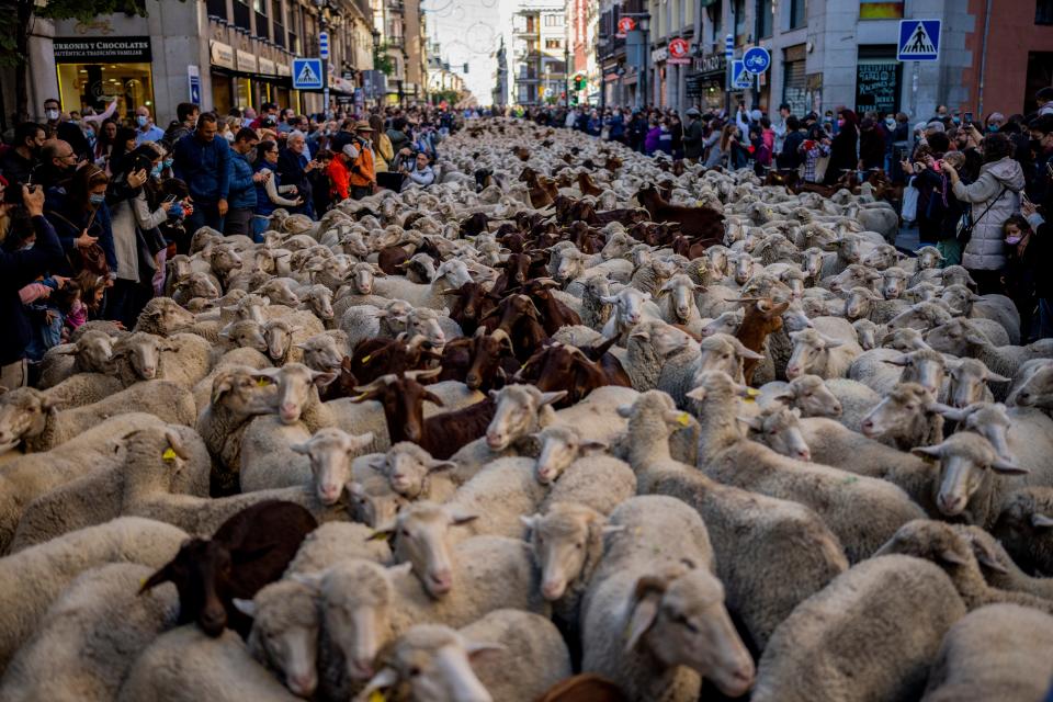 October 24, 2021 :  A heard of sheep are guided through central Madrid, Spain. Shepherds guided sheep through the Madrid streets in defense of ancient grazing and migration rights that seem increasingly threatened by urban sprawl and modern agricultural practices. 