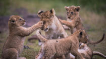 Kenya's Adorable New Lion Cubs on Display