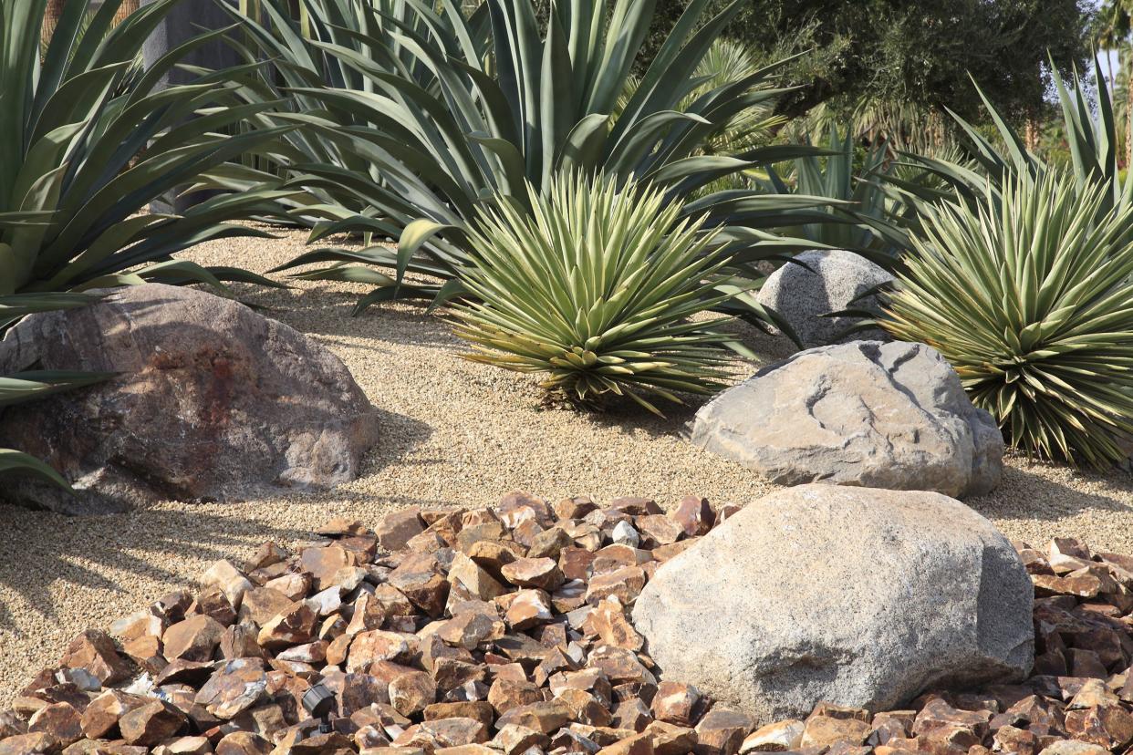 drought resistant and water conservation with various cactus and succulents