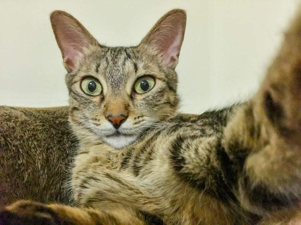 Close-up shot of a black tabby cat while he is doing his own selfie by a smart phone.