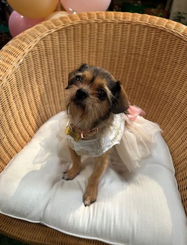<p>Debby Wolfe</p> Noelle the dog dressed to impress