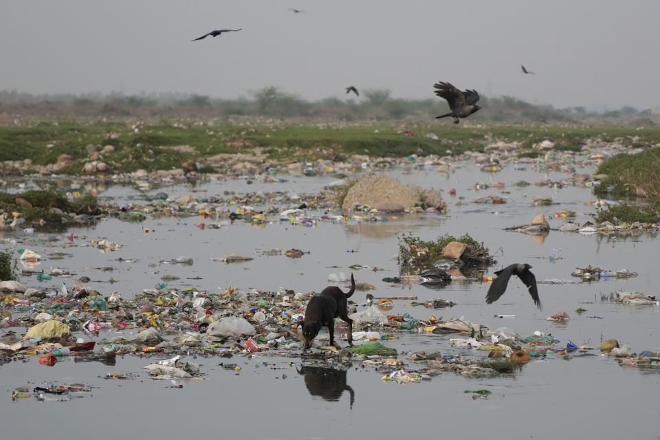 A stray dog looks for food in the polluted waters of the Tawi River ahead of World Water Day in Jammu, India, March 21, 2024. (AP Photo/Channi Anand)