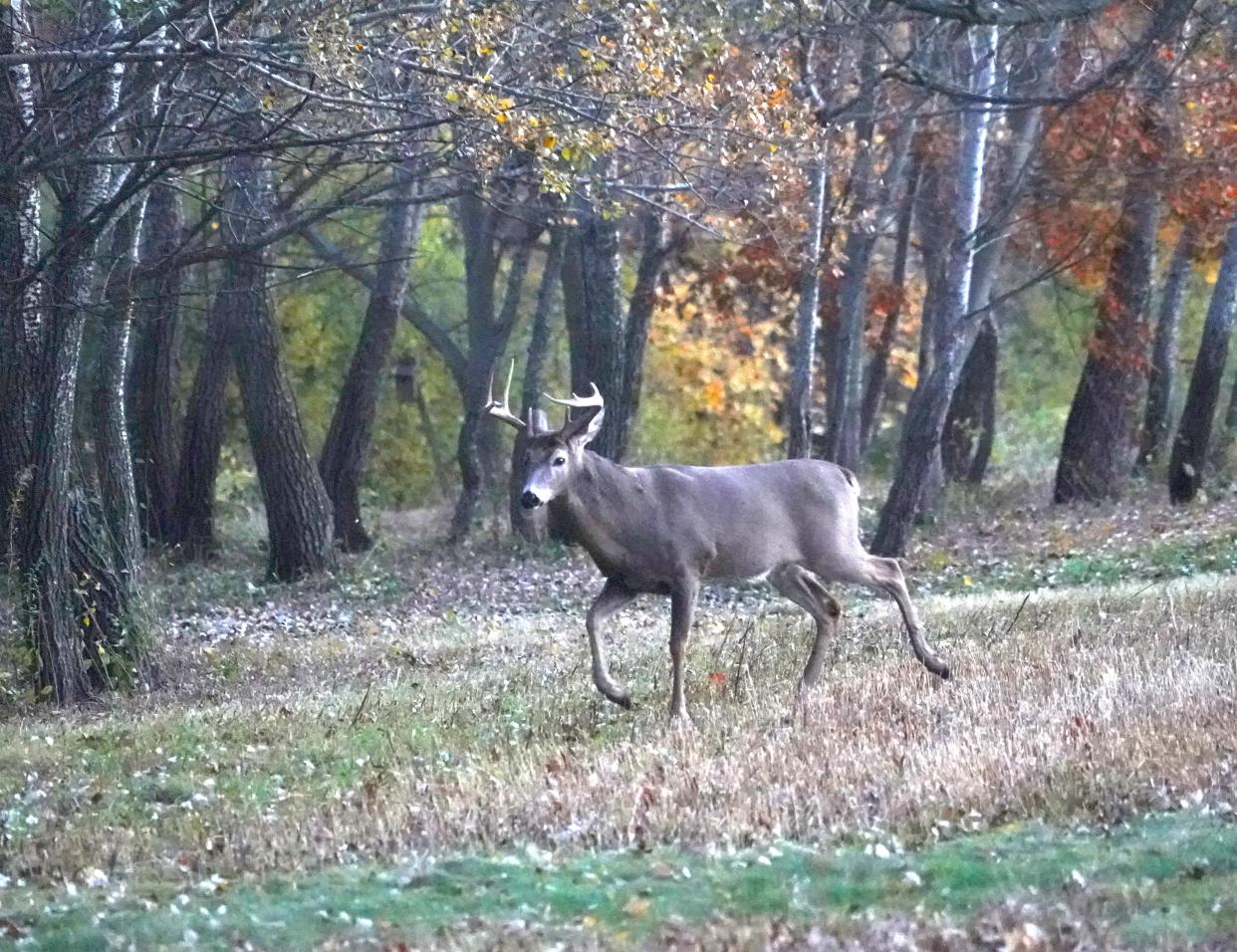 Deer archery season begins in Oklahoma on Sunday.