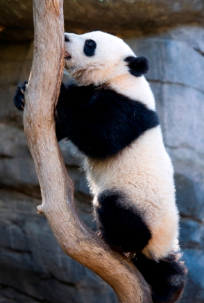 Giant Panda Po celebrated his 1st birthday at the Atlanta Zoo with special treats -- and crowds of adoring fans.