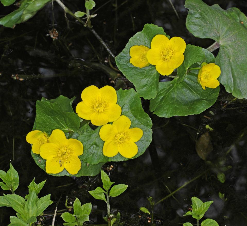 best shade perennials marsh marigold