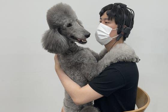 A study participant plays with researcher Onyoo Yoo's standard poodle, Aroma, who was used in the study on human mood and concentration. Photo courtesy of Yoo et al., 2024, PLOS ONE, CC-BY 4.0 (https://creativecommons.org/licenses/by/4.0/)