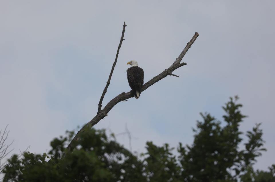 An American Bald Eagle sits on a limb looking over a field off of Griffith Rd. In Gainesville.  During nonmigratory times eagles can fly about 10-20 miles a day.  Wyoming County is one of the counties that is part of the wind farm proposal.