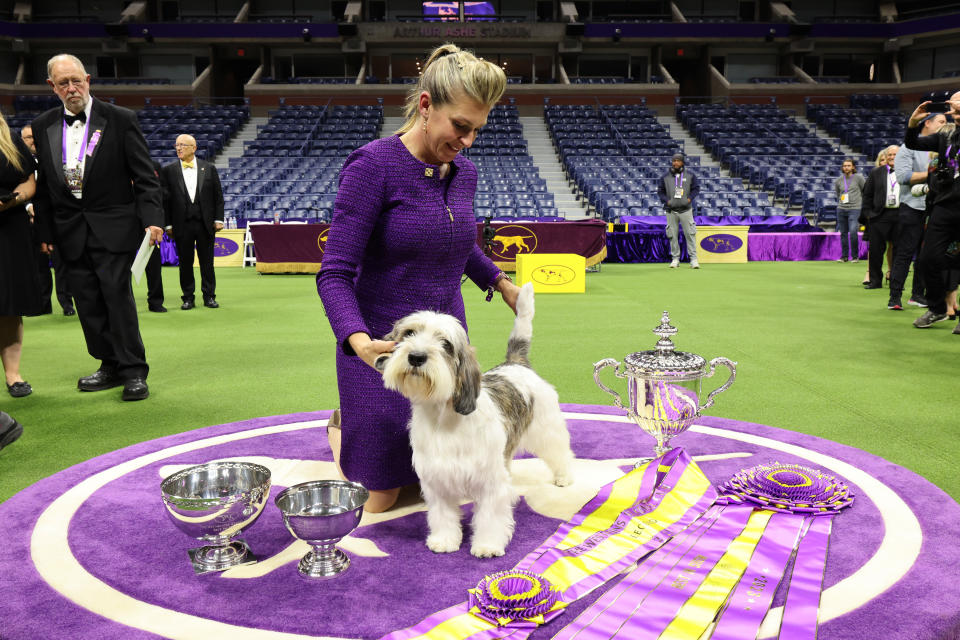 NEW YORK, NEW YORK – MAY 09: Janice Hayes and Buddy Holly, the Petit Basset Griffon Vendeen, winner of the Hound Group, wins Best in Show at the 147th Annual Westminster Kennel Club Dog Show Presented by Purina Pro Plan at Arthur Ashe Stadium on May 09, 2023 in New York City. (Photo by Cindy Ord/Getty Images for Westminster Kennel Club)