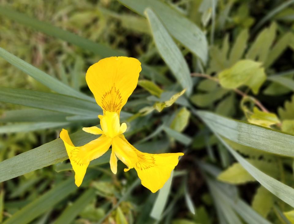 Like many other invasive plants, the yellow iris is very hardy, spreads easily and can outcompete native species.