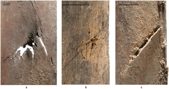 These injuries were likely made by human weapons, including those on the left scapula (a), an incision on the right rib (b) and a deep cut on the left fifth rib (c).